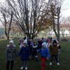 16 Zaadoptowane drzewo